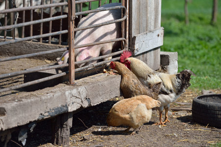 Animals at the farm. Rooster and hens near the metal cage of a pig. They are eating from the food of...