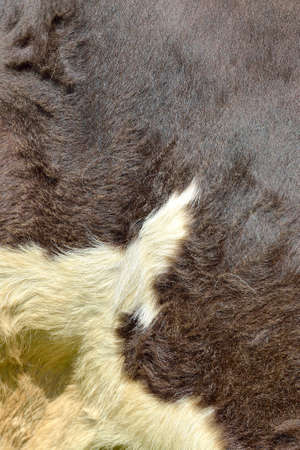 Cow fur background or texture. Fragment of a dark brown skin with white spots of a cow in the summer sunの写真素材