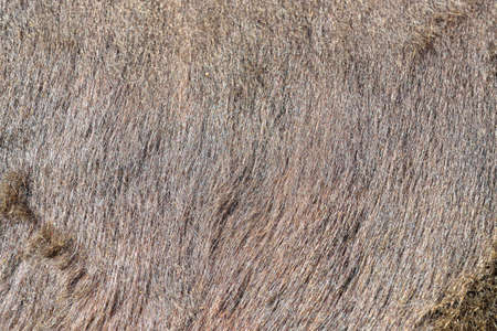 Cow fur background or texture. Fragment of a skin of a cow in the summer sunの写真素材