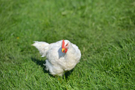 Picture of a white feathers chicken standing in a green grass. Life at the farm. Lights and shadows in a sunny summer day. Selective focusの写真素材