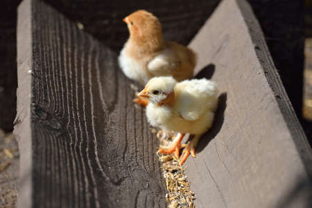 Two cure yellow and brown little chicken on a farm, standing on wood at the sun. Newly hatched chicks on a chicken farm. Lights and shadows. Selective focusの写真素材