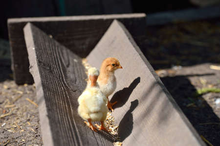 Two cure yellow and brown little chicken on a farm, standing on wood at the sun. Newly hatched chicks on a chicken farm. Lights and shadows. Selective focusの写真素材
