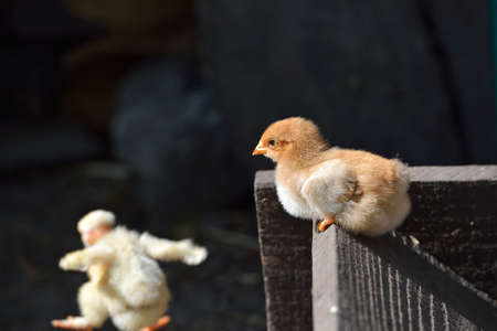 Two cure yellow and brown little chicken on a farm, the naked neck chicken is jumping from a wood. Lights and shadows. Selective focusの写真素材