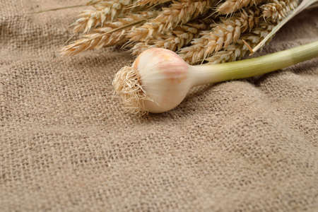 Green garlic with cloves on jute background, with bunch of wheat behind them. Concept of healthy food, bio from countryside. Rustic image. Copy spaceの写真素材