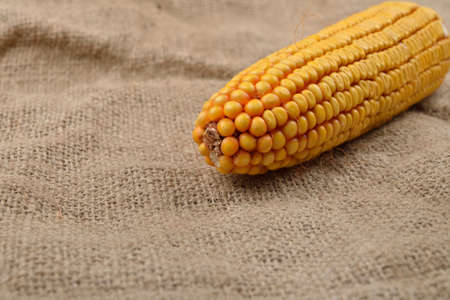 Dried corn lying on jute canvas background. Rustic image. Concept of healthy bio foodの写真素材