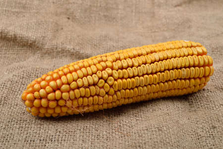 Dried corn lying on jute canvas background. Rustic image. Concept of healthy bio foodの写真素材