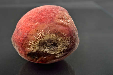 Spoiled and moldy peach on old dark reflective table, unhealthy eatingの写真素材