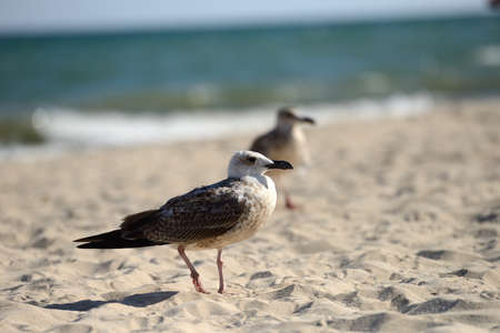 Seagulls sitting on the beach in the summer. Selective focus.の写真素材