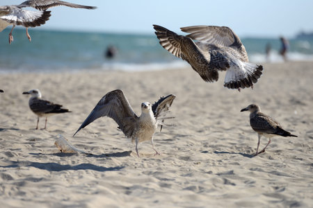 Seagulls fighting to eat something from a plastic box left by picnickers on a sunny  day on the...