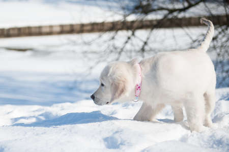 4 month old puppy playing in the parkの写真素材