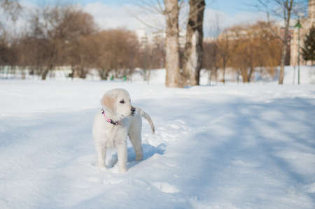 4 month old puppy playing in the parkの写真素材