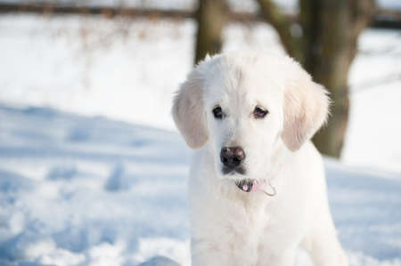 4 month old puppy playing in the parkの写真素材