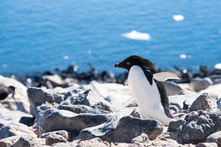 This shot was made during expedition to Antarctica in January 2012 