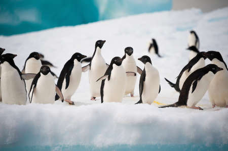 Adelie penguins colony on the iceberg Antarcticaの写真素材