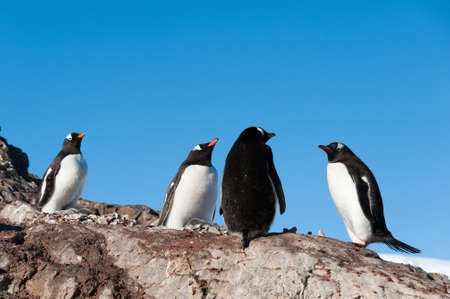 Gentoo penguins colony in Paradise bay, Antarcticaの写真素材