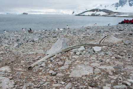 Whale bone on antarctic bayの写真素材