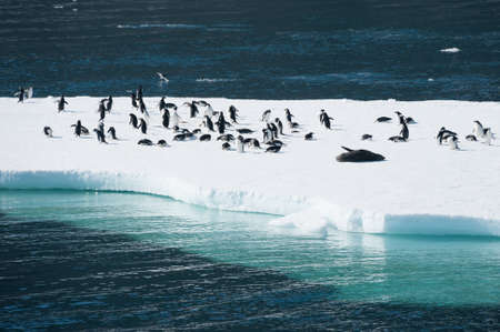 Adelie penguins and fur seal colony on the iceberg Antarcticaの写真素材