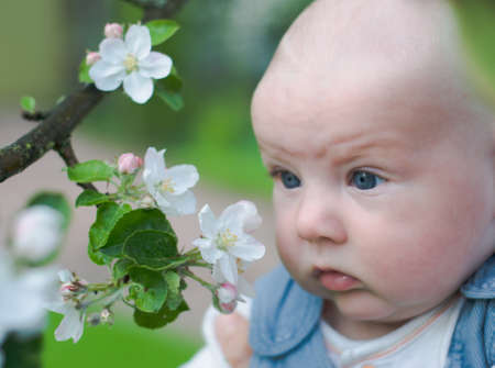 Cute boy smelling apple tree flowersの写真素材
