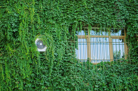 green wall with window covered with ivy