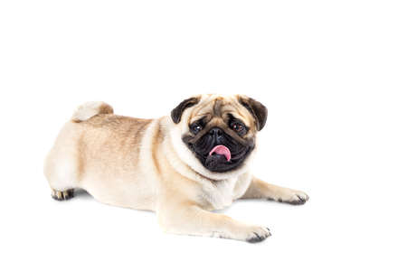 dog pug white backgroundの写真素材