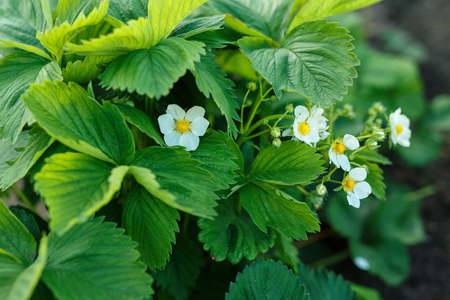 the flowers of strawberriesの写真素材