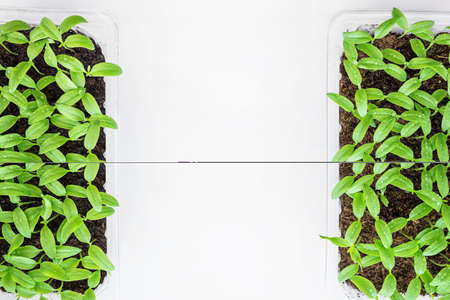 Pepper sprouts. Plants in the home. Preparation of seedlings of peppers for planting in the ground.の写真素材