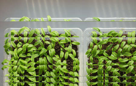 Pepper sprouts. Plants in the home. Preparation of seedlings of peppers for planting in the ground.の写真素材