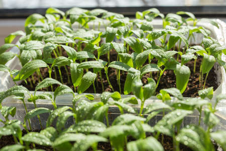 Pepper sprouts. Plants in the home. Preparation of seedlings of peppers for planting in the ground.の写真素材