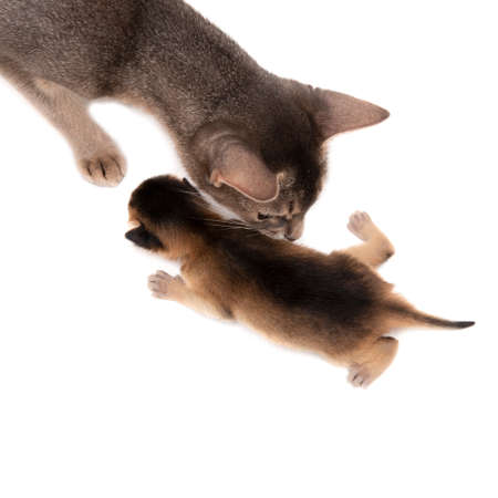 Cat with newborn kittens isolated on a white background.の写真素材