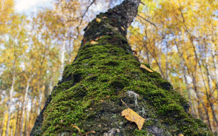 indian summerの写真素材