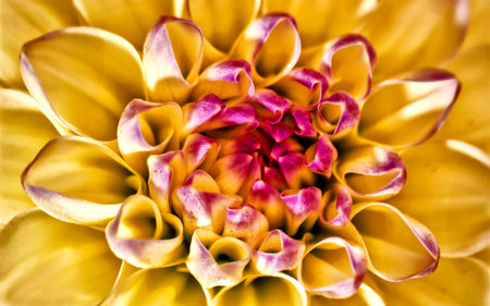 dahliasの写真素材