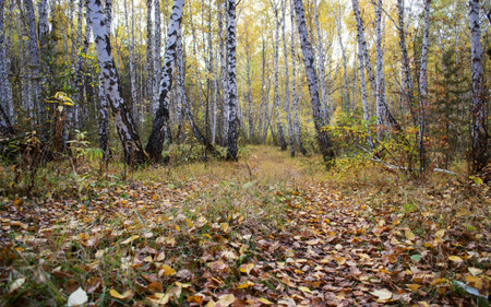 indian summerの写真素材