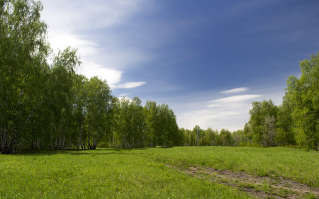 clearing in the woodsの写真素材