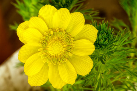 adonis