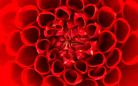 dahliasの写真素材