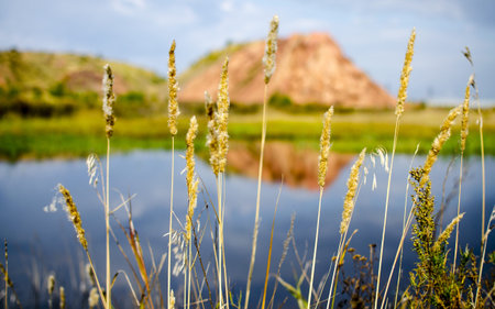 blade breedの写真素材