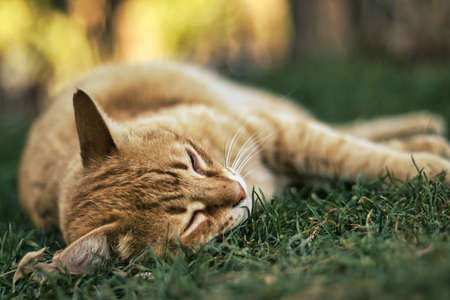 Cute ginger cat posing to the cameraの写真素材