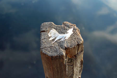 Close up peaceful feather on the wooden stick stand in the waterの写真素材