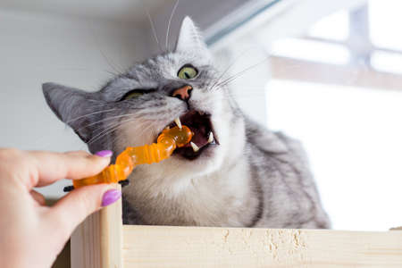 Angry british cat bite orange toy and playing with human hand.の写真素材