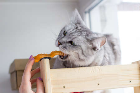 British angry tabby cat bites cute orange toy.の写真素材