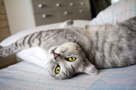 Grey cute cat lying on bed and stretching