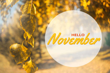 Hello November greeting card. Autumn concept. Composition in park. Yellow leaves tree landscape, soft focusの写真素材
