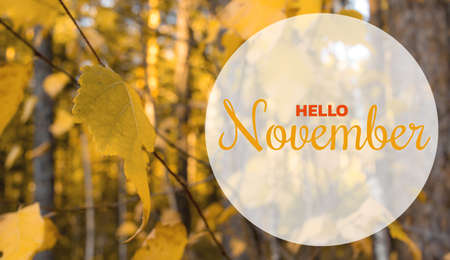Hello November. Autumn concept. Composition in forest. Yellow leaves tree landscapeの写真素材