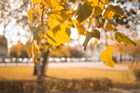 Yellow autumn leaves tree landscape. Composition in park.の写真素材