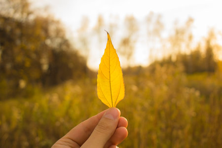 Hand holding yellow leaf on field background. Autumn time season composition in forest.の写真素材