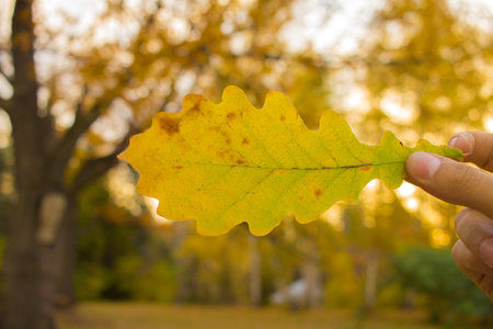 Close-up of hand holding yellow oak leaf on trees background. Autumn time season composition in...