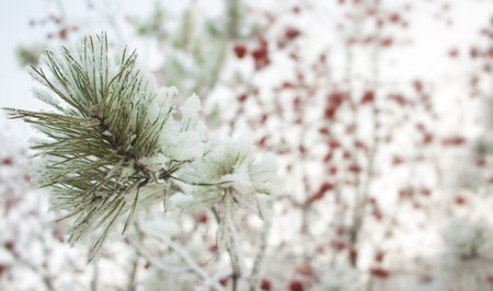 Pine tree branch on rowan tree background. Seasonally Christmass winter background concept. Close-up...