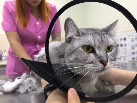 Cat portrait while cutting hair. Master of grooming makes haircut in veterinary office. Pets...
