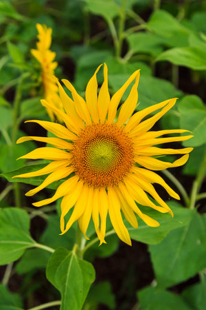 Beautiful Sunflower