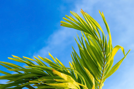 Palm Leave On Blue Sky Background